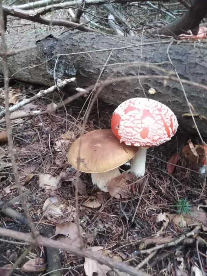 Waszczyszynowka Bieszczady Villa Bandrow Narodowy Kültér fotó